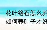 花叶络石怎么养叶子才好看 花叶络石如何养叶子才好看