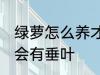 绿萝怎么养才会有垂叶 绿萝如何养才会有垂叶