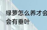 绿萝怎么养才会有垂叶 绿萝如何养才会有垂叶