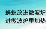 蚂蚁放进微波炉里加热会死吗 蚂蚁放进微波炉里加热会不会死