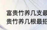 富贵竹养几支最旺运属蛇的 属蛇养富贵竹养几根最招财