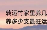 转运竹家里养几支最旺运 转运竹家里养多少支最旺运