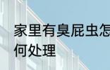 家里有臭屁虫怎么办 家里有臭屁虫如何处理