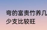 弯的富贵竹养几支最旺运 富贵竹养多少支比较旺