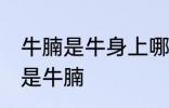 牛腩是牛身上哪里的肉 什么位置的肉是牛腩