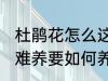 杜鹃花怎么这样难养 杜鹃花为何这样难养要如何养