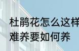 杜鹃花怎么这样难养 杜鹃花为何这样难养要如何养