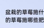 盆栽的草莓施什么肥好不要化肥 盆栽的草莓施哪些肥好不要化肥