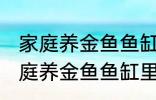 家庭养金鱼鱼缸里放什么水草好呢 家庭养金鱼鱼缸里放哪种水草好呢