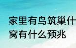 家里有鸟筑巢什么征兆 小鸟来家里做窝有什么预兆