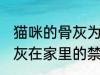 猫咪的骨灰为什么不能放家里 宠物骨灰在家里的禁忌