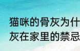 猫咪的骨灰为什么不能放家里 宠物骨灰在家里的禁忌